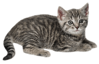 gala animals cat - δωρεάν png