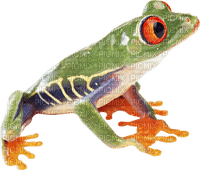 Kaz_Creations Frog Toad - фрее пнг