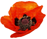 poppy flowers bp - besplatni png