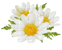 Цветы - zdarma png