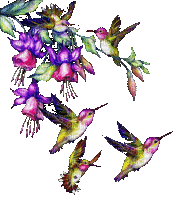 Hummingbird bp - GIF animado gratis