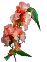 Hummingbird bp - ingyenes png