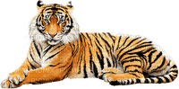 Tiger - zdarma png