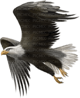 Aigle ! - 免费PNG