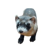 ferret - Безплатен анимиран GIF