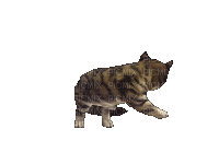 a cat - 無料のアニメーション GIF