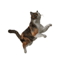 Nintendogs + Cats cat - безплатен png