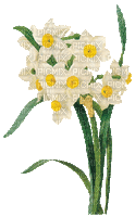 chantalmi fleur narcisse jonquille blanche - GIF animé gratuit