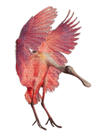 Розовая птица - безплатен png