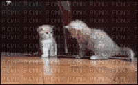 kitten - Darmowy animowany GIF