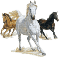 chevaux - png gratuito