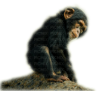 monkey - PNG gratuit