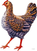 Kaz_Creations Chicken - png gratis