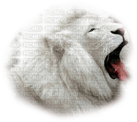 lion blanc - besplatni png