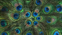 Kaz_Creations Deco Peacock Backgrounds Background - безплатен png