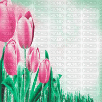green pink tulpen milla1959 - GIF animasi gratis