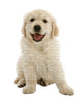 Kaz_Creations  Dog Pup - 免费PNG