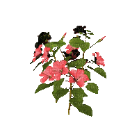 plants anastasia - Ücretsiz animasyonlu GIF