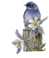 oiseau bleu - Animovaný GIF zadarmo