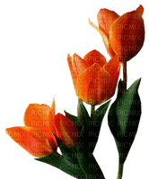 Flowers orange bp - zadarmo png