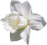 Narcissus  Bb2 - png gratuito