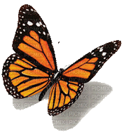 All  my butterflys - Gratis animeret GIF