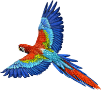 попугай - безплатен png