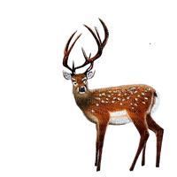 kikkapink winter deer animal - bezmaksas png