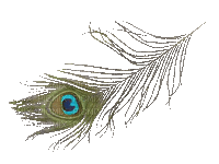 Peacock feather - Animovaný GIF zadarmo