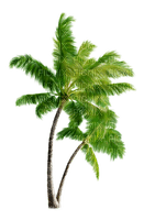 Salomelinda palmier ! - PNG gratuit