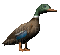 duck - GIF animasi gratis