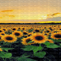 sunflower field bg gif champ de tournesol  fond - Free animated GIF