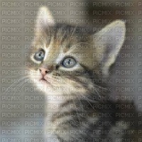 kitten - фрее пнг