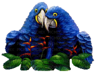 Parrot birds bp - Δωρεάν κινούμενο GIF