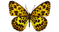mariposa  gif  dubravka4 - Бесплатни анимирани ГИФ