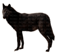 black wolf by nataliplus - ilmainen png