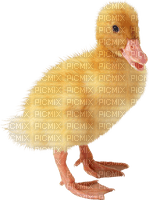 duck katrin - безплатен png
