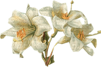 Vintage Lilien - kostenlos png
