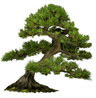 Дерево - zadarmo png
