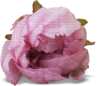 minou-pink-flower-blomma - png gratis