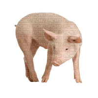 Kaz_Creations Animal-Pig - darmowe png