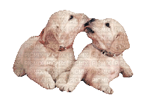 chien/clody - Безплатен анимиран GIF