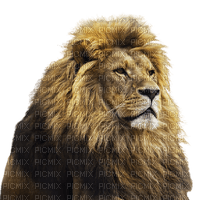 Lion - ücretsiz png