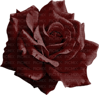 burgundy rose - darmowe png