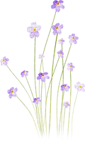 wildflowers Bb2 - Free PNG