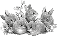 lapins - GIF animado grátis