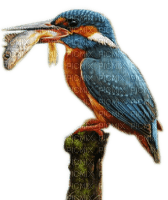 Rena Eisvogel Vogel Bird - png grátis