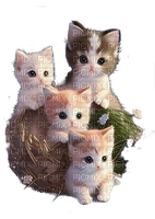 loly33 chaton - 無料png