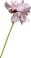 minou-pink-flower-blommor - бесплатно png