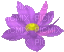 Nina flower - GIF animado gratis